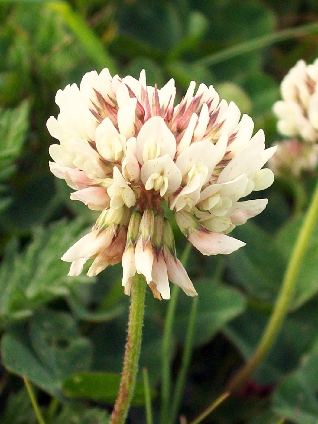 White Clover imported image