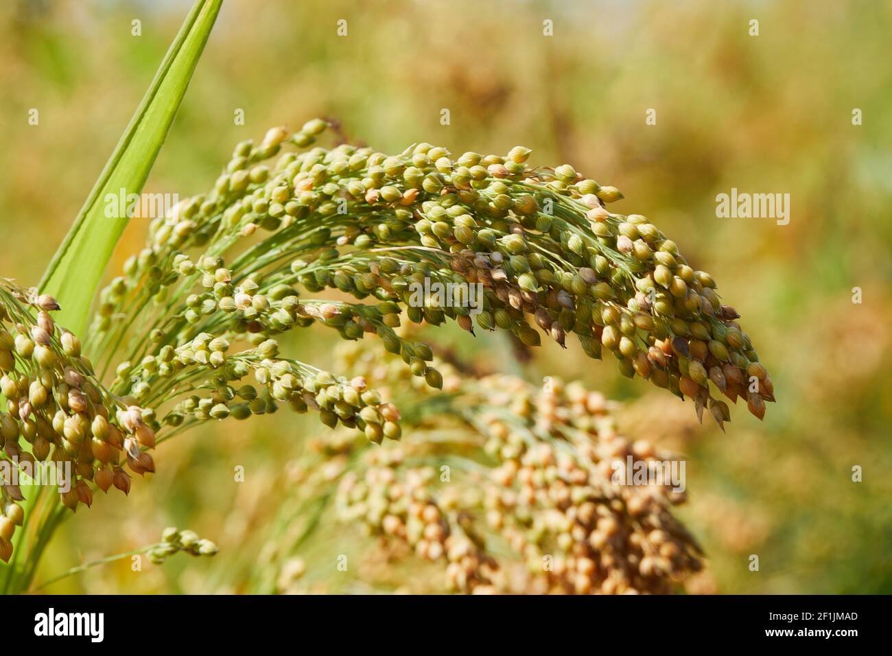 Proso Millet imported image