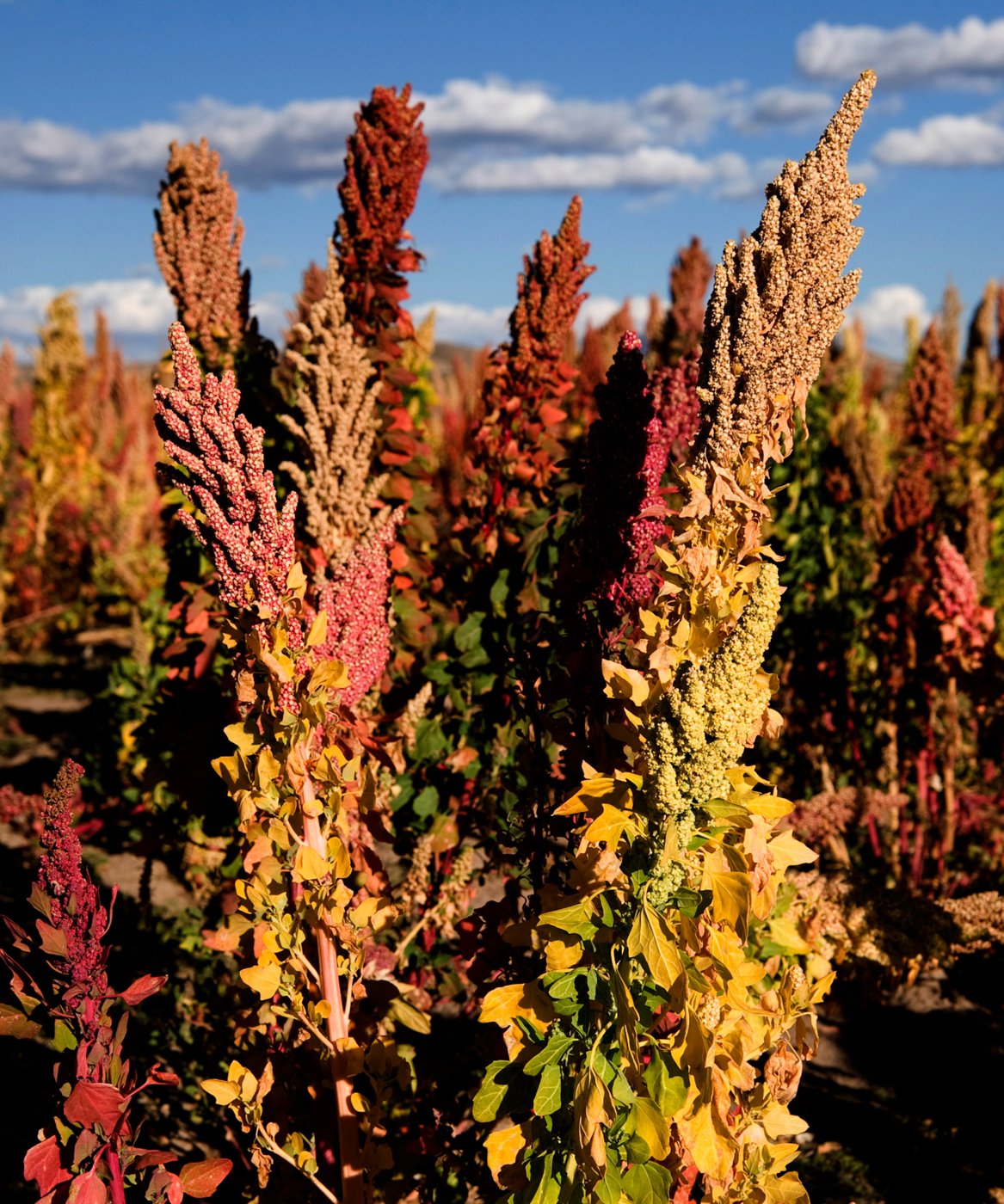 Quinoa (niche trials) imported image