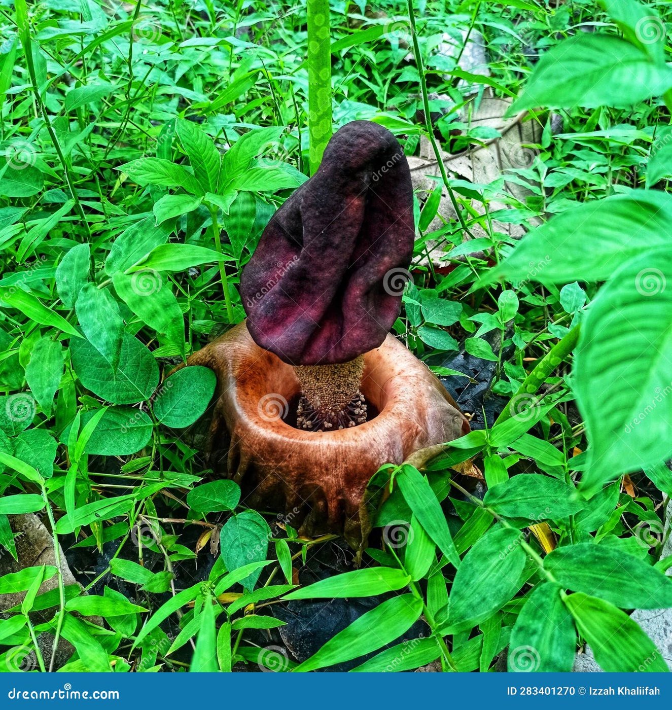 Elephant Foot Yam imported image