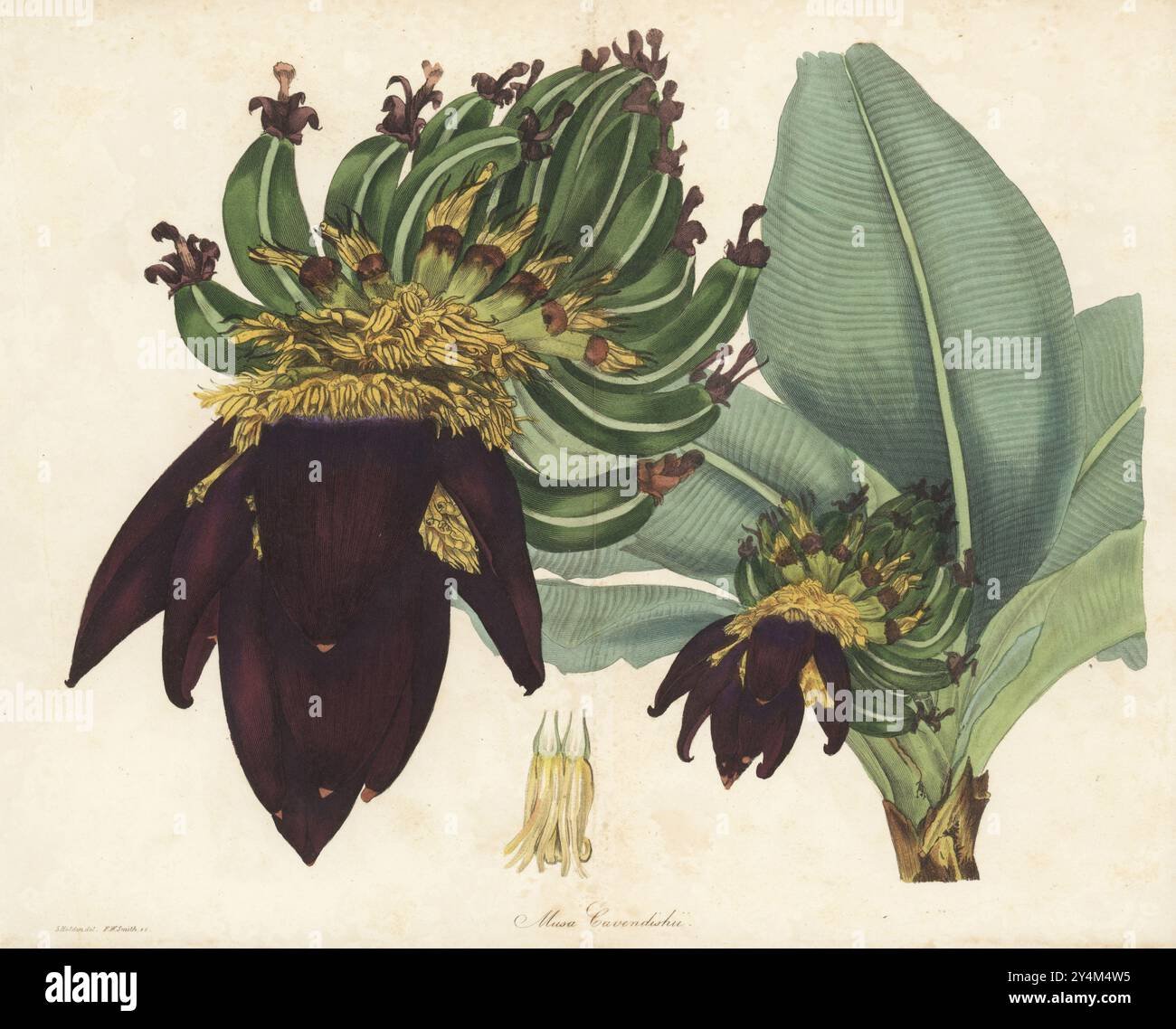 Dessert Banana imported image