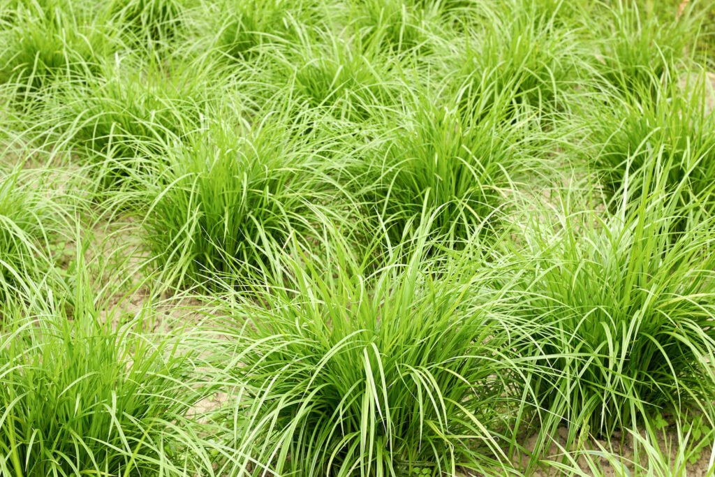 Tiger nut (Cyperus esculentus) imported image