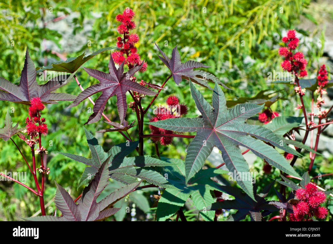 Castor bean imported image