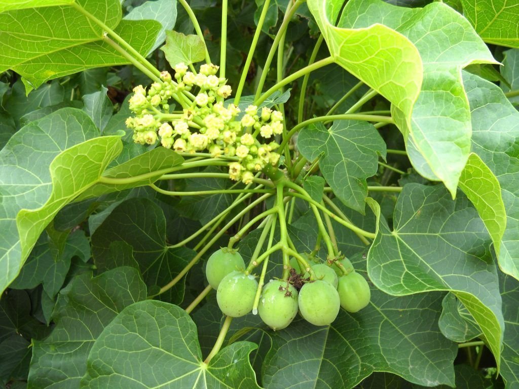 Jatropha imported image