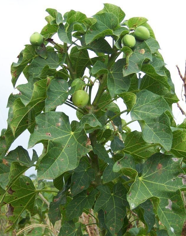 Jatropha imported image