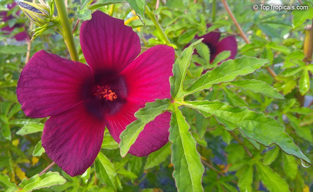 Kenaf imported image