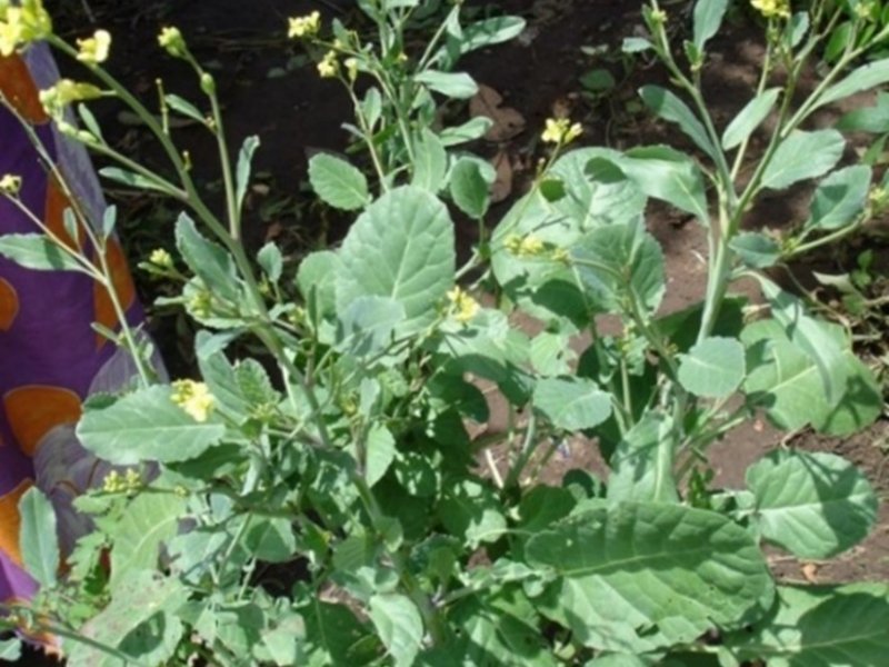Ethiopian kale (Brassica carinata) imported image