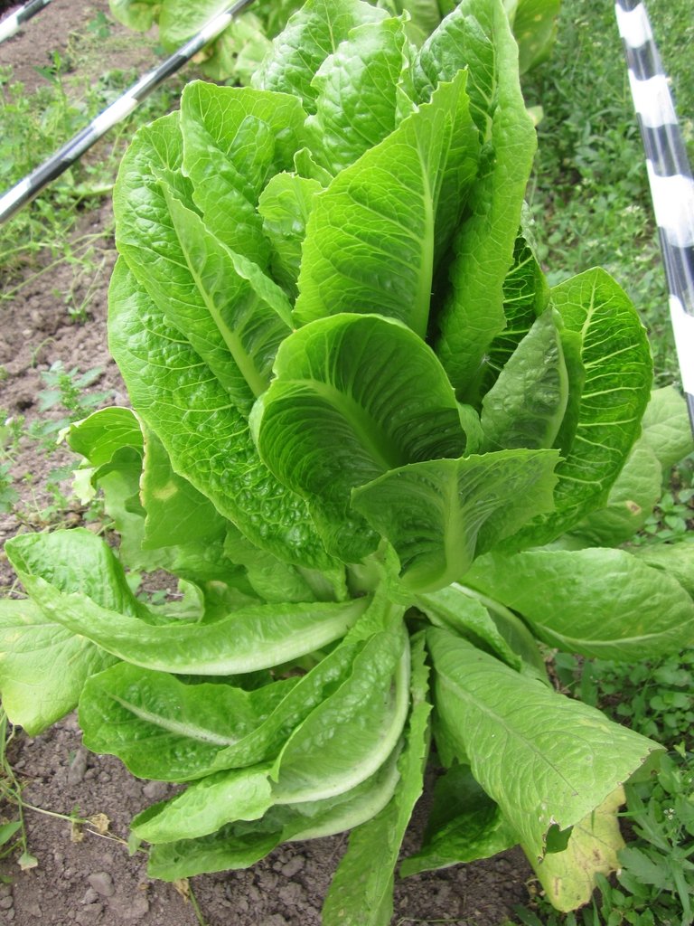Lettuce imported image