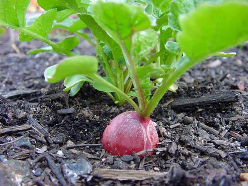 Radish imported image