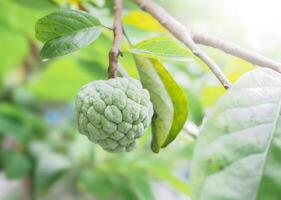 Custard Apple