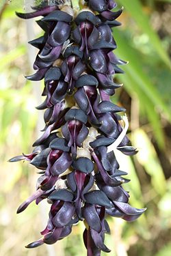 Velvet bean (Mucuna pruriens)