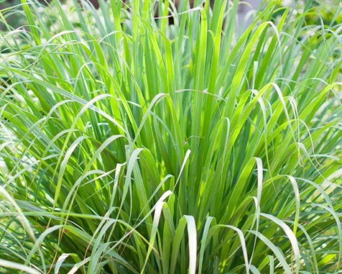 Lemongrass