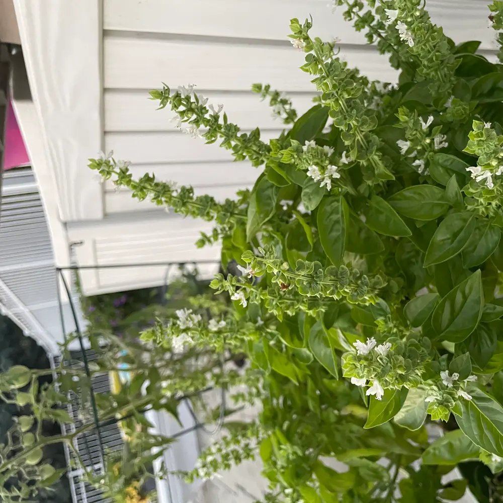 Basil (sweet basil)