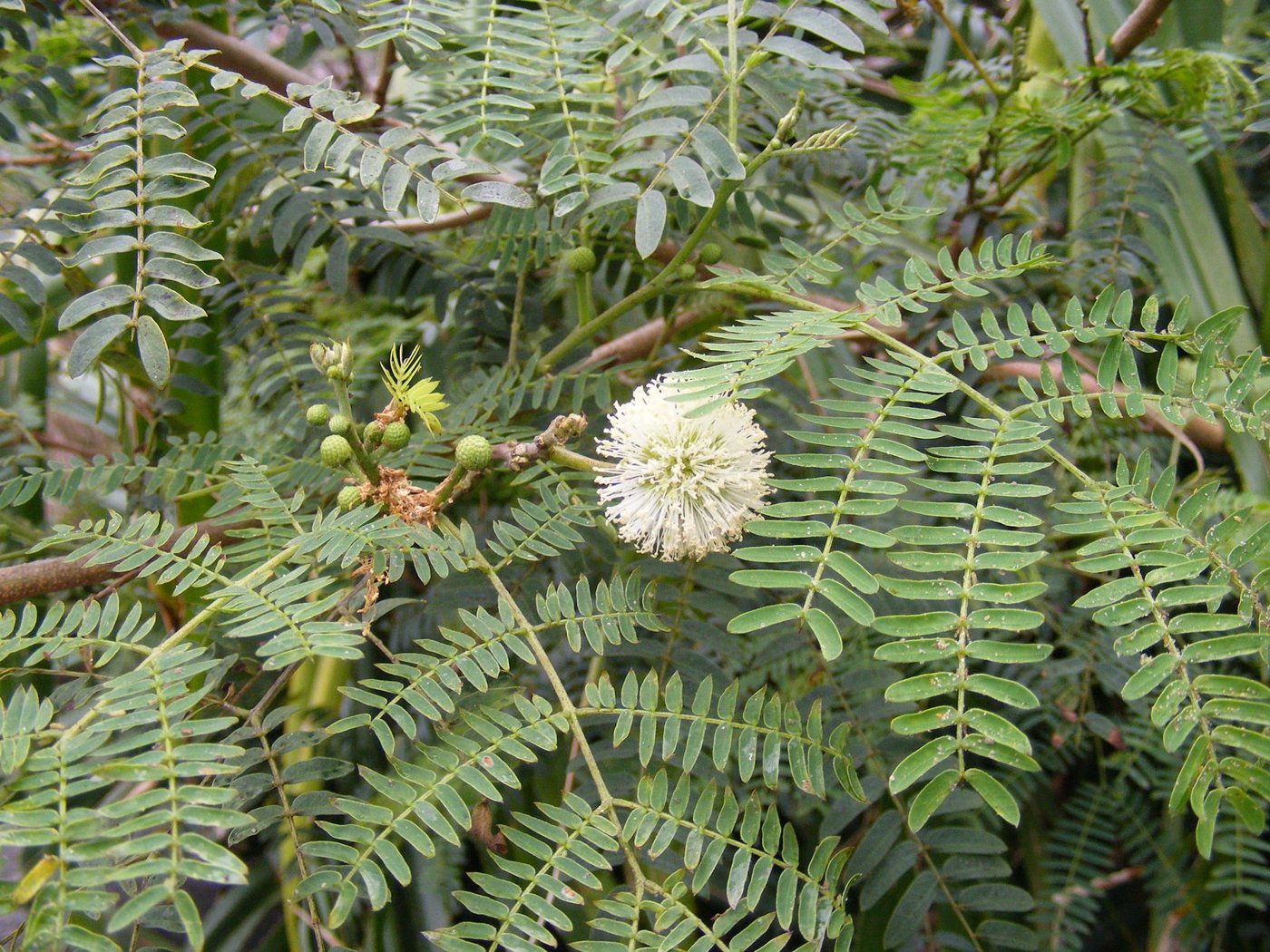 Leucaena