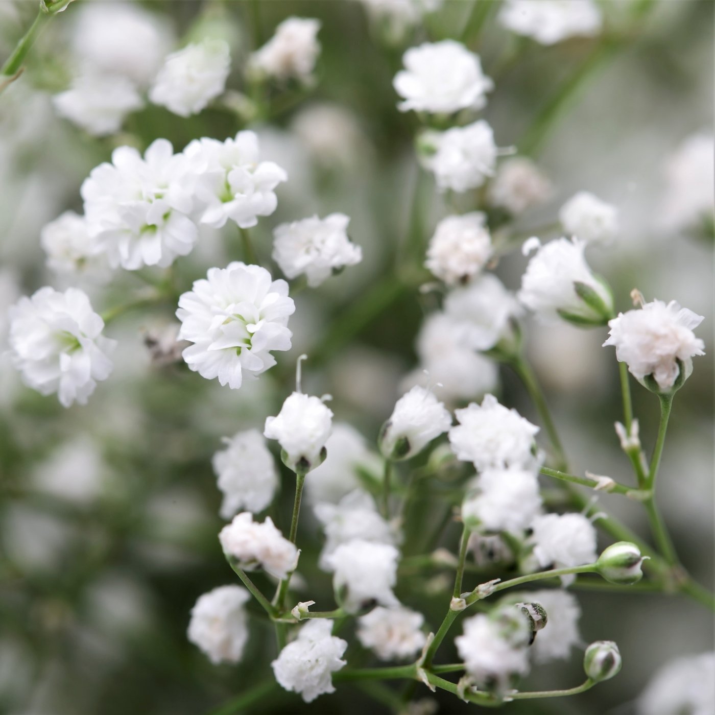 Gypsophila (baby’s breath)
