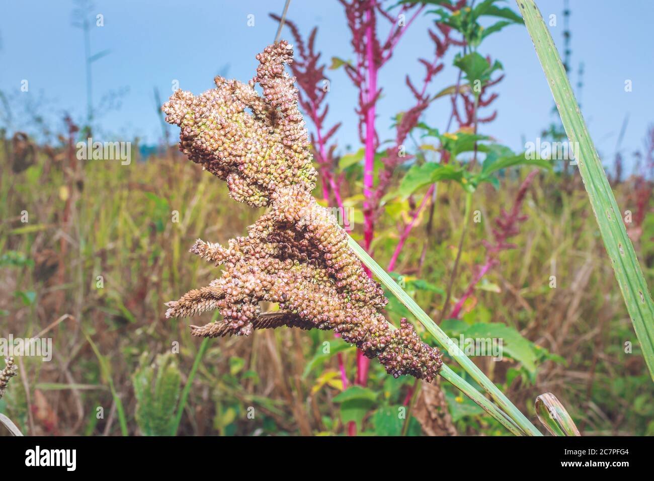 Finger millet