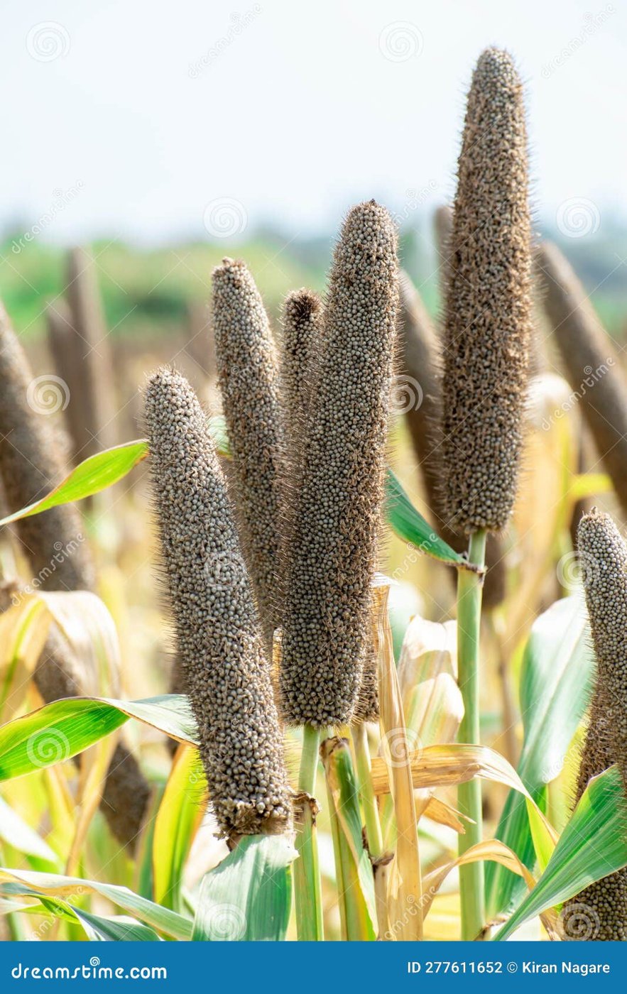 Pearl millet
