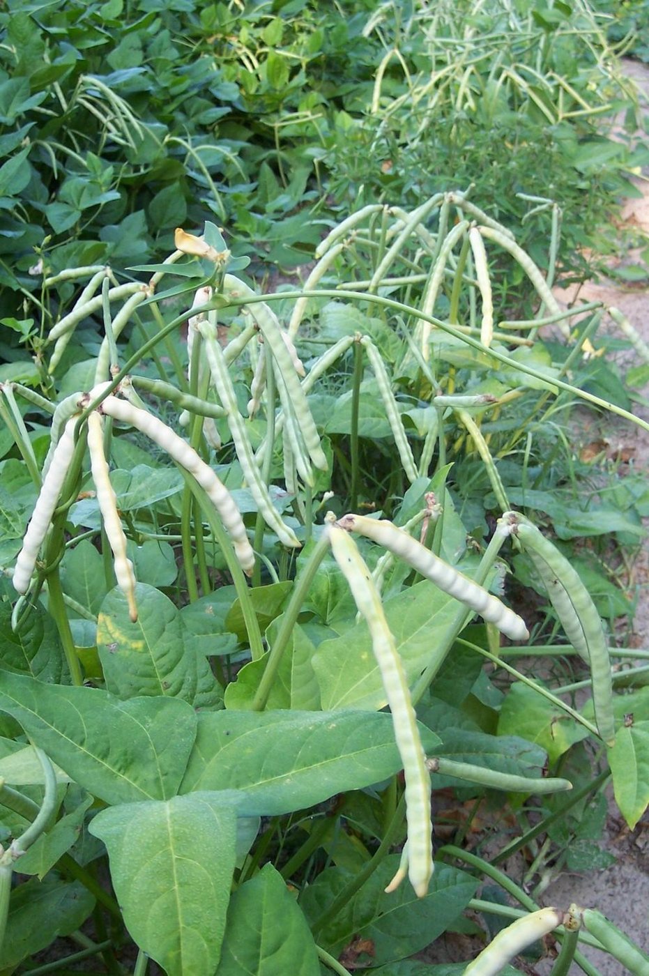 Cowpea