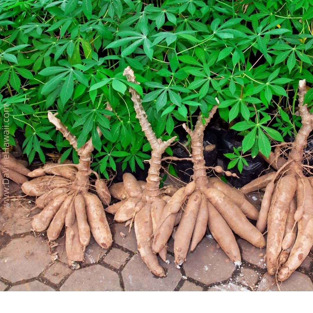 Cassava