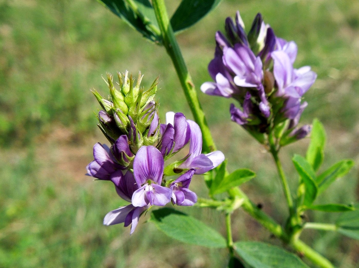 Alfalfa Lucerne