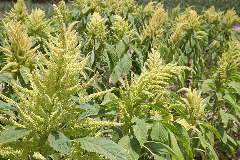 Amaranth Leaves