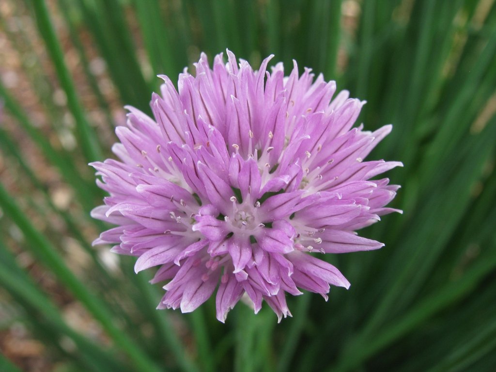 Chives