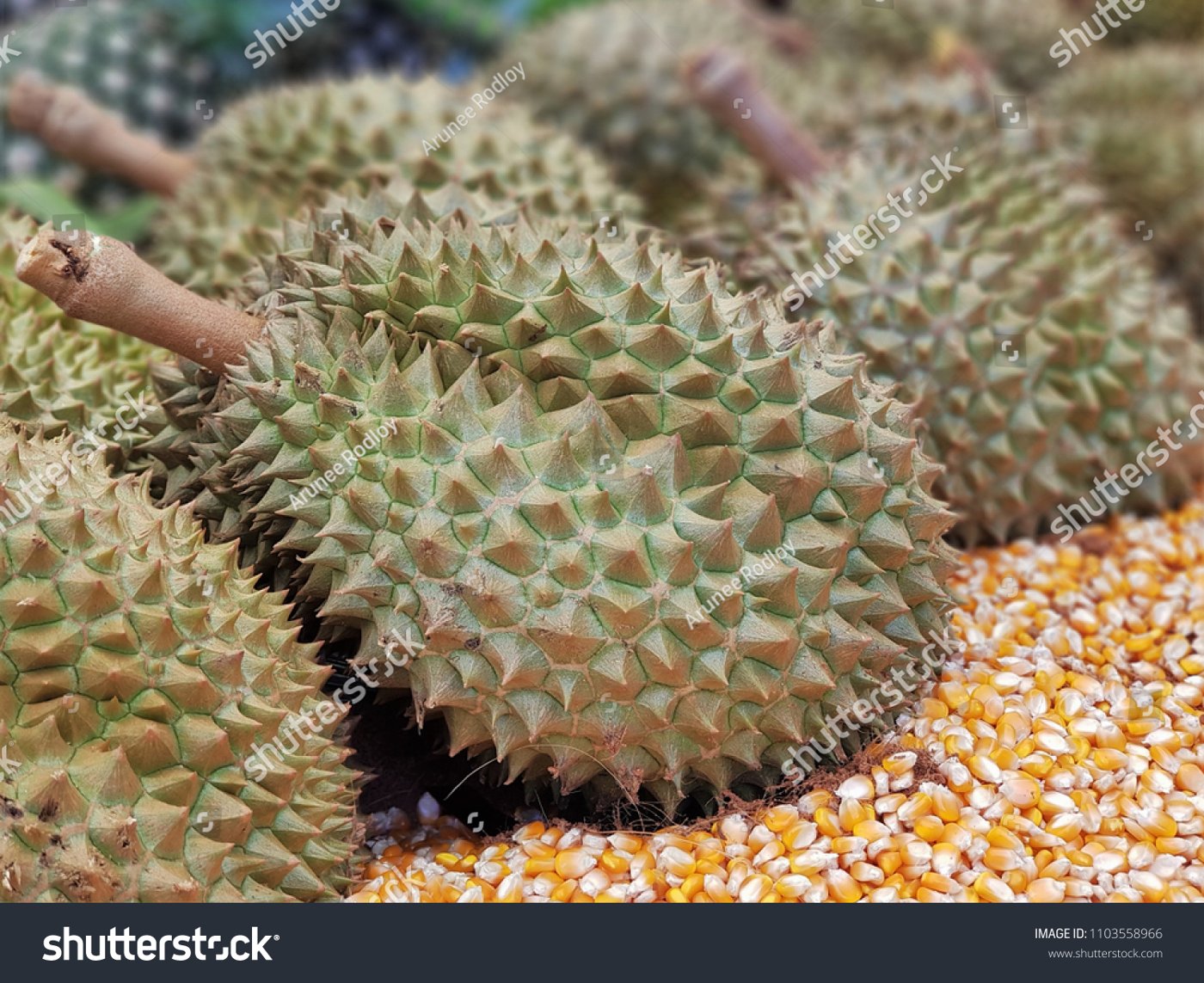 Durian