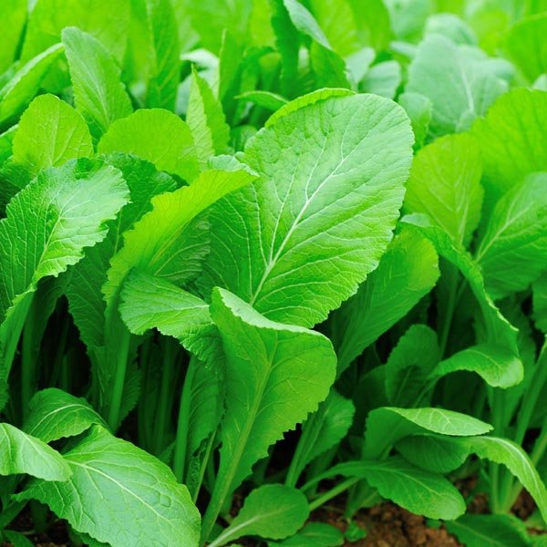 Mustard Greens
