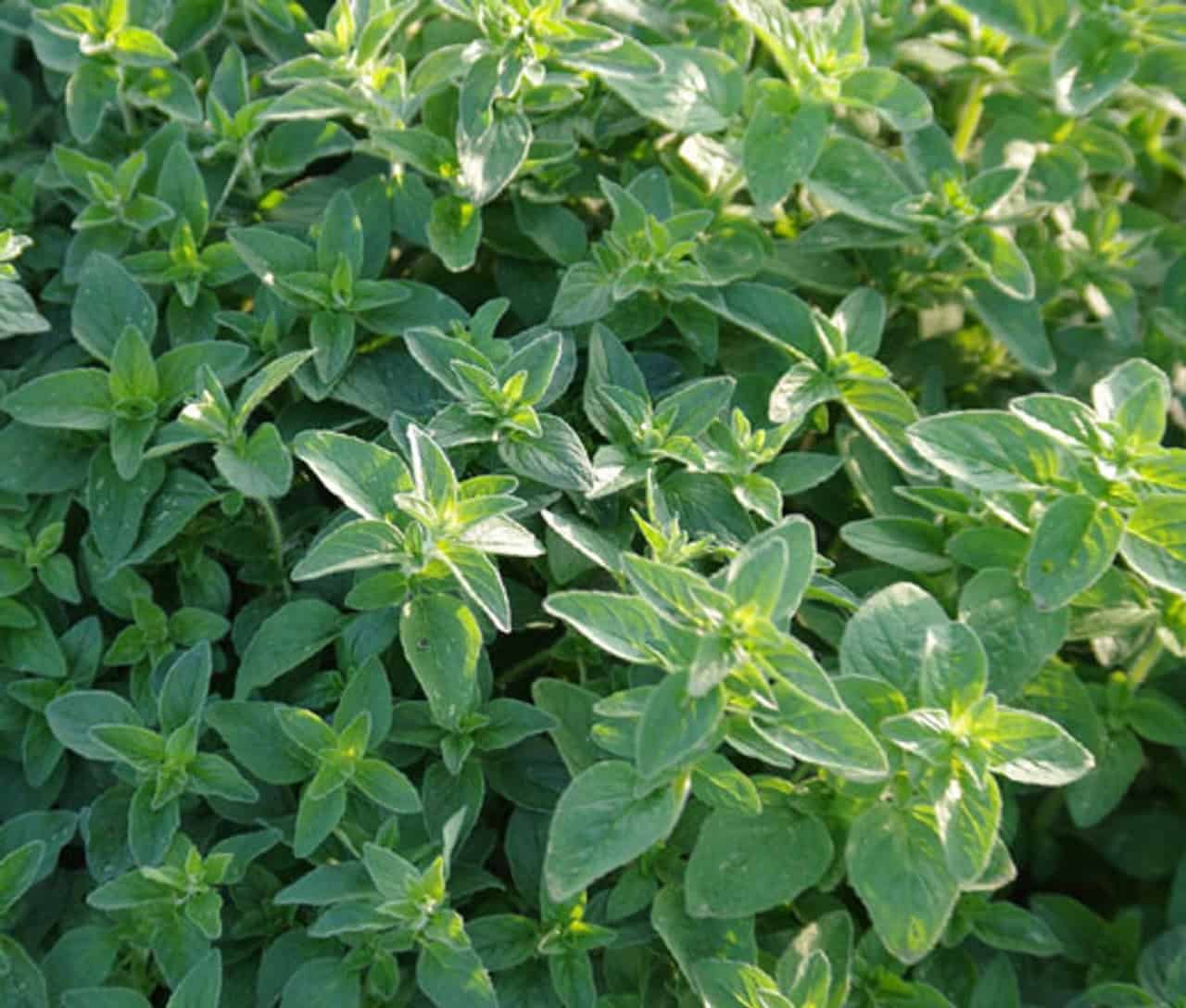 Oregano