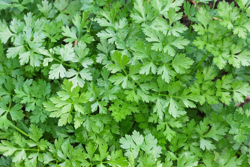 Parsley