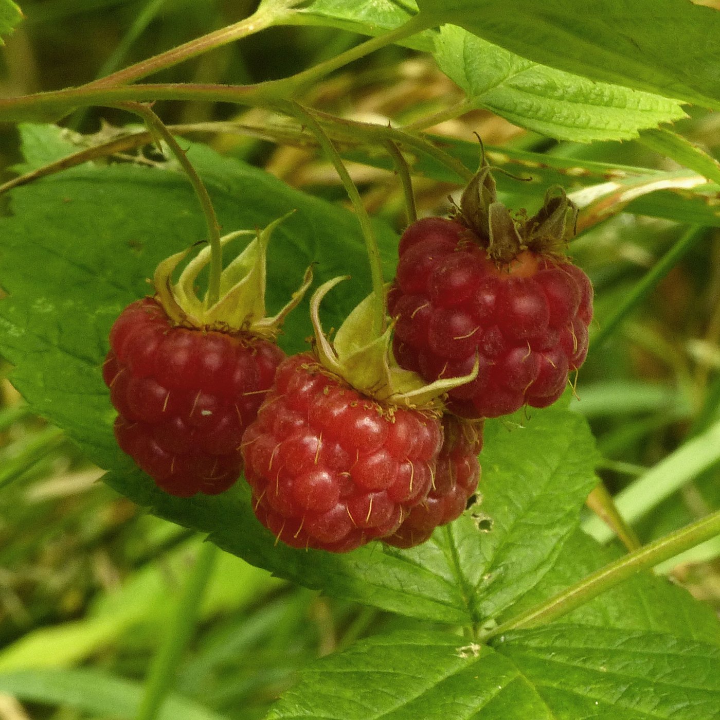 Raspberry