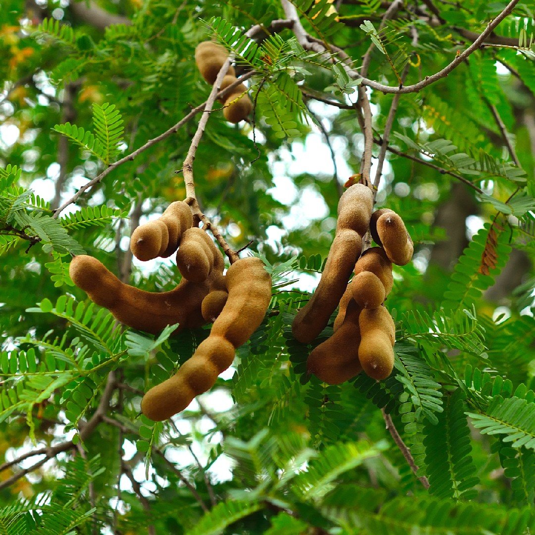 Tamarind