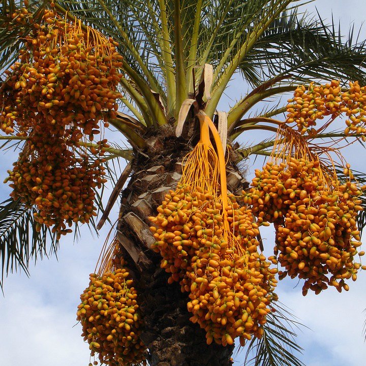 Date Palm