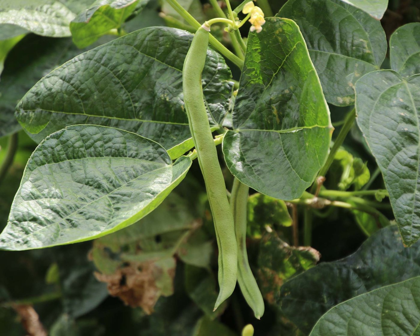 French beans