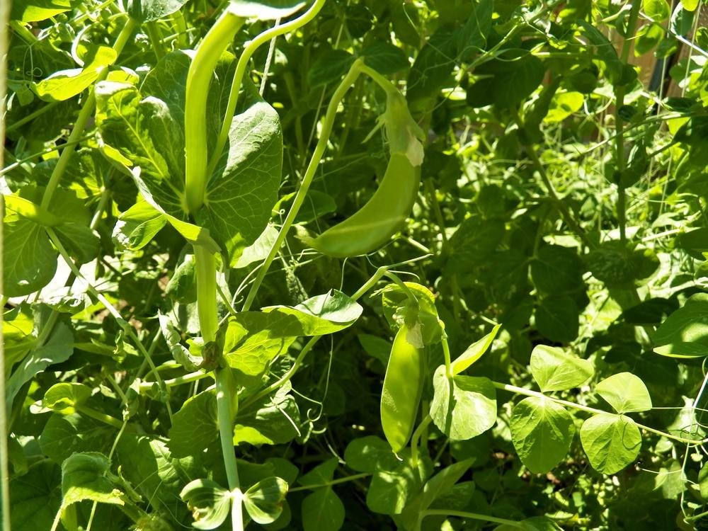 Snow peas